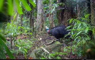 Camera Traps - December 2025