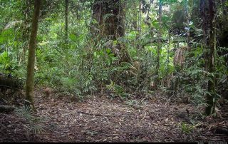 Camera Traps - December 2025