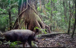 Camera Traps - December 2025