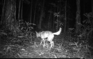 Camera Traps - December 2025