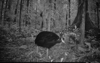 Camera Traps - December 2025