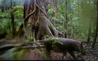 Camera Traps - December 2025