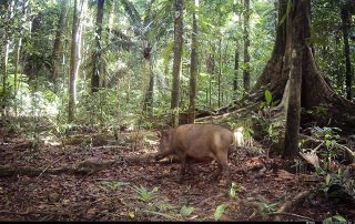 Camera Traps - January 2026