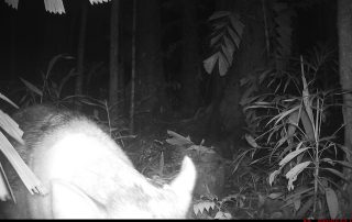 Camera Traps - January 2026