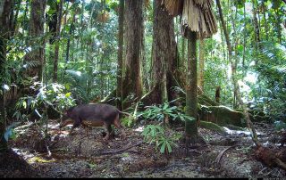 Camera Traps - January 2026