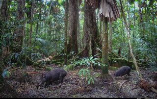 Camera Traps - January 2026