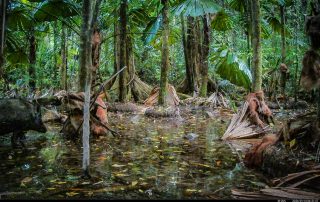 Camera Traps - January 2026