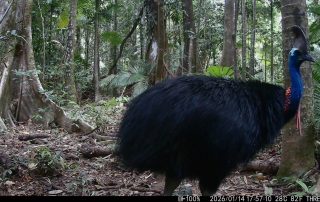 Camera Traps - January 2026