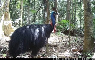 Camera Traps - January 2026