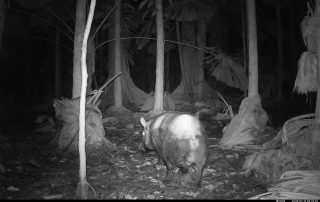 Camera Traps - January 2026