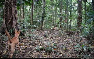 Camera Traps - January 2026