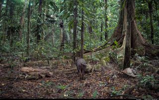 Camera Traps - January 2026