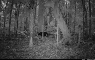 Camera Traps - January 2026