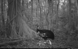 Camera Traps - January 2026