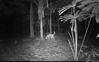 Camera Traps - January 2026