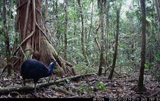 Camera Traps - January 2026