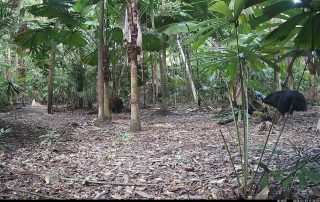 Camera Traps - January 2026