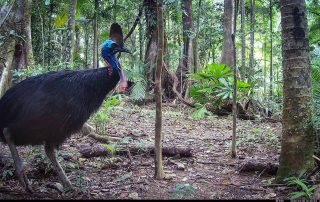 Camera Traps - January 2026