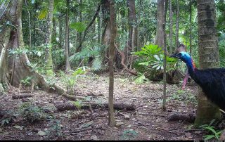 Camera Traps - January 2026