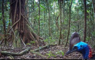 Camera Traps - January 2026