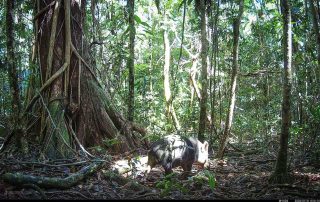 Camera Traps - January 2026
