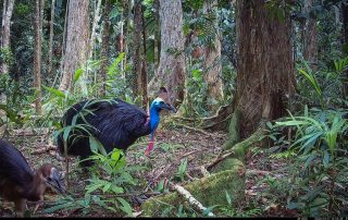 Camera Traps - January 2026