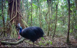 Camera Traps - February 2026