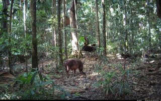 Camera Traps - February 2026