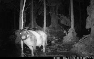 Camera Traps - February 2026