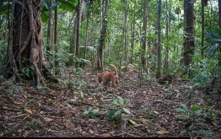 Camera Traps - February 2026