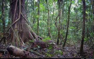 Camera Traps - February 2026