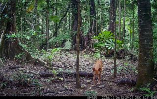 Camera Traps - February 2026