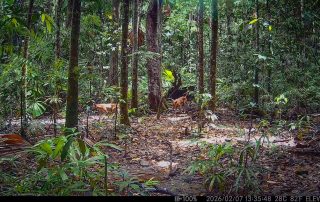 Camera Traps - February 2026