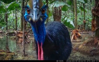 Camera Traps - February 2026