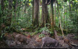 Camera Traps - February 2026