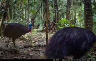 Camera Traps - February 2026