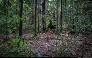 Camera Traps - February 2026