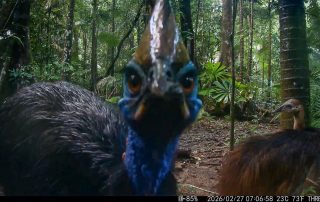 Camera Traps - February 2026