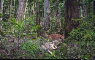 Camera Traps - February 2026