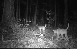 Camera Traps - March 2026
