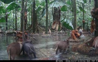 Camera Traps - March 2026