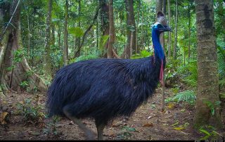 Camera Traps - March 2026