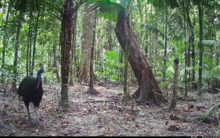 Camera Traps - March 2026