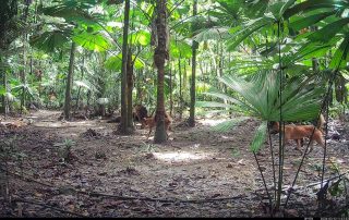 Camera Traps - March 2026