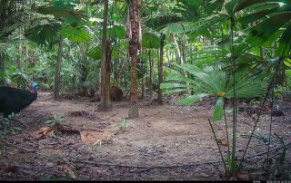 Camera Traps - March 2026