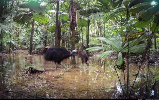 Camera Traps - March 2026