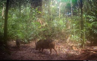 Camera Traps - March 2026