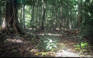 Camera Traps - March 2026