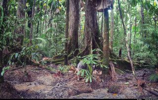 Camera Traps - March 2026