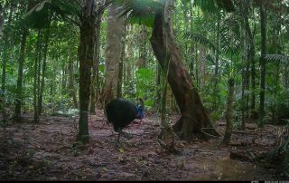 Camera Traps - April 2026
